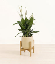 Load image into Gallery viewer, Almond Green stand:bamboo
