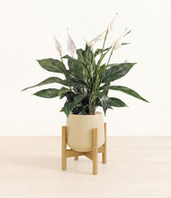 Load image into Gallery viewer, Almond Green stand:bamboo
