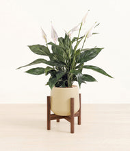 Load image into Gallery viewer, Almond Green stand:walnut
