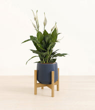 Load image into Gallery viewer, Deep Navy stand:bamboo
