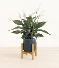 Load image into Gallery viewer, Deep Navy stand:bamboo

