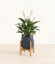 Load image into Gallery viewer, Deep Navy stand:light
