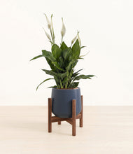 Load image into Gallery viewer, Deep Navy stand:walnut
