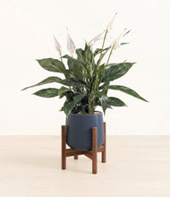 Load image into Gallery viewer, Deep Navy stand:walnut
