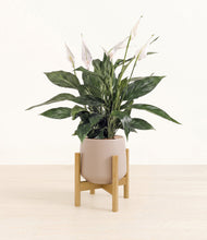 Load image into Gallery viewer, Eternal Gray stand:bamboo
