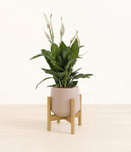 Load image into Gallery viewer, Eternal Gray stand:bamboo
