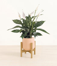 Load image into Gallery viewer, Gentle Pink stand:bamboo
