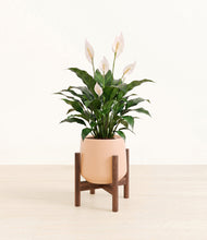 Load image into Gallery viewer, Gentle Pink stand:dark
