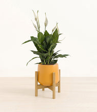 Load image into Gallery viewer, Mustard stand:bamboo
