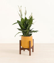 Load image into Gallery viewer, Mustard stand:walnut
