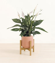 Load image into Gallery viewer, Calm Rose stand:bamboo
