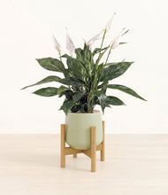 Load image into Gallery viewer, Turquoise stand:bamboo
