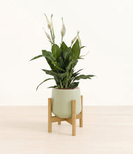 Load image into Gallery viewer, Turquoise stand:bamboo
