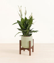 Load image into Gallery viewer, Turquoise stand:walnut
