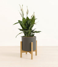 Load image into Gallery viewer, Dark Olive stand:bamboo
