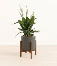 Load image into Gallery viewer, Dark Olive stand:walnut
