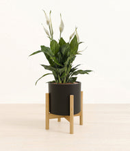Load image into Gallery viewer, Black stand:bamboo
