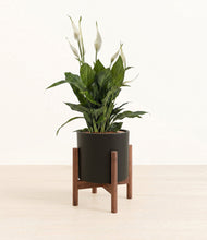 Load image into Gallery viewer, Black stand:walnut
