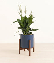 Load image into Gallery viewer, Deep Navy stand:walnut
