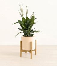 Load image into Gallery viewer, Cream stand:bamboo
