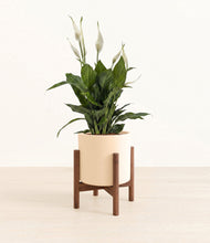 Load image into Gallery viewer, Cream stand:walnut
