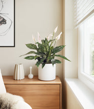 Load image into Gallery viewer, White
