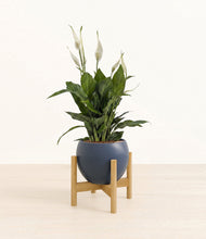 Load image into Gallery viewer, Deep Navy stand:bamboo
