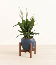 Load image into Gallery viewer, Deep Navy stand:walnut
