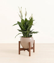 Load image into Gallery viewer, Desert Brown stand:walnut
