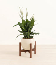 Load image into Gallery viewer, Shiny EggWhite stand:walnut
