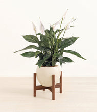 Load image into Gallery viewer, Shiny EggWhite stand:walnut
