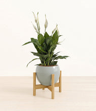 Load image into Gallery viewer, Deep Ocean stand:bamboo
