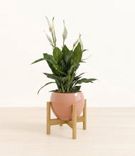 Load image into Gallery viewer, Calm Rose stand:bamboo
