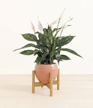 Load image into Gallery viewer, Calm Rose stand:bamboo
