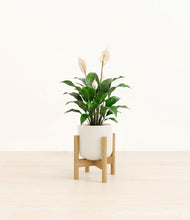 Charger l'image dans la galerie, Cotton White stand:light

