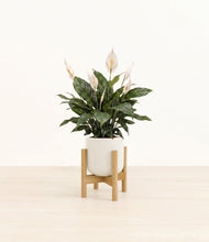 Load image into Gallery viewer, Cotton White stand:bamboo
