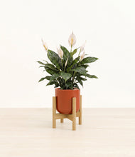 Load image into Gallery viewer, Glossy Red stand:bamboo

