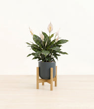 Load image into Gallery viewer, Iron Gray stand:bamboo
