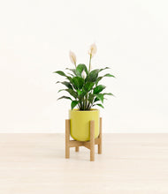 Charger l'image dans la galerie, Key Lime Yellow stand:light
