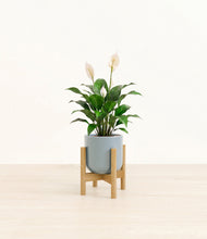 Charger l'image dans la galerie, Misty Blue stand:light
