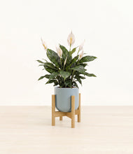 Load image into Gallery viewer, Misty Blue stand:bamboo
