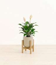Charger l'image dans la galerie, Sage Green stand:light
