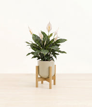 Load image into Gallery viewer, Sage Green stand:bamboo
