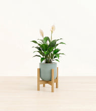Charger l'image dans la galerie, Reactive Aqua stand:light
