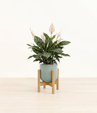 Load image into Gallery viewer, Reactive Aqua stand:bamboo
