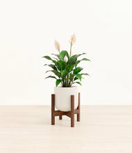 Charger l'image dans la galerie, Cotton White stand:dark
