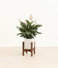 Load image into Gallery viewer, Cotton White stand:walnut
