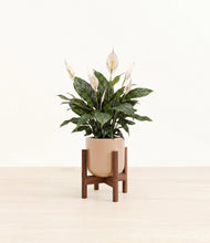 Load image into Gallery viewer, Glossy Pink stand:walnut
