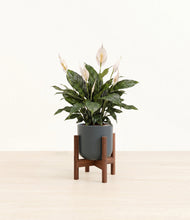 Load image into Gallery viewer, Iron Gray stand:walnut
