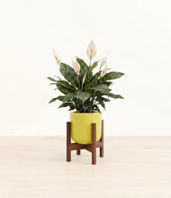 Load image into Gallery viewer, Key Lime Yellow stand:walnut
